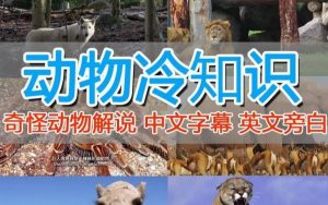 外面卖1699的国外纪录片解说(动物解说、美食、动画片)稳过中视频-风淘社